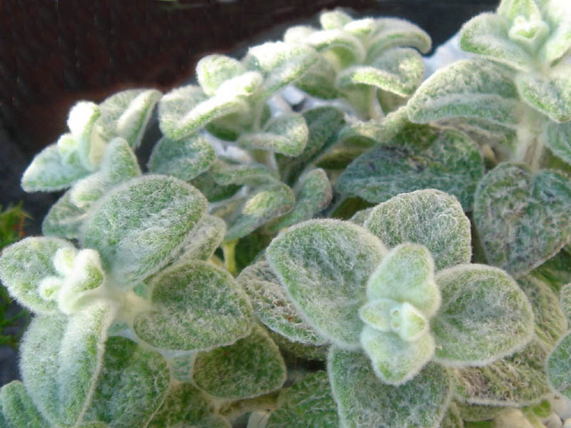 Origanum dictamnus photo